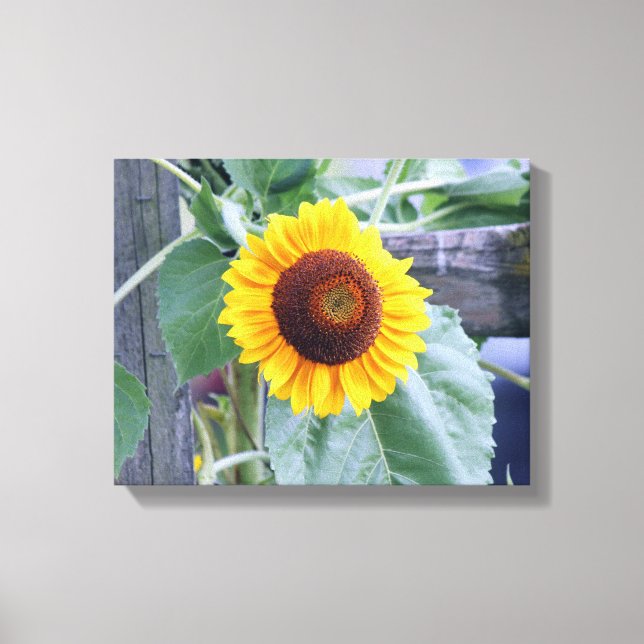 Lienzo girasol (Anverso)