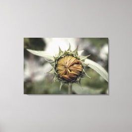 Lienzo Girasol amarillo con pétalos cerrados