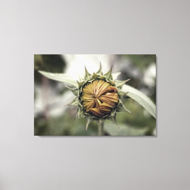 Lienzo Girasol amarillo con pétalos cerrados (Anverso)