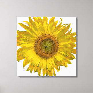 Lienzo Girasol amarillo en blanco