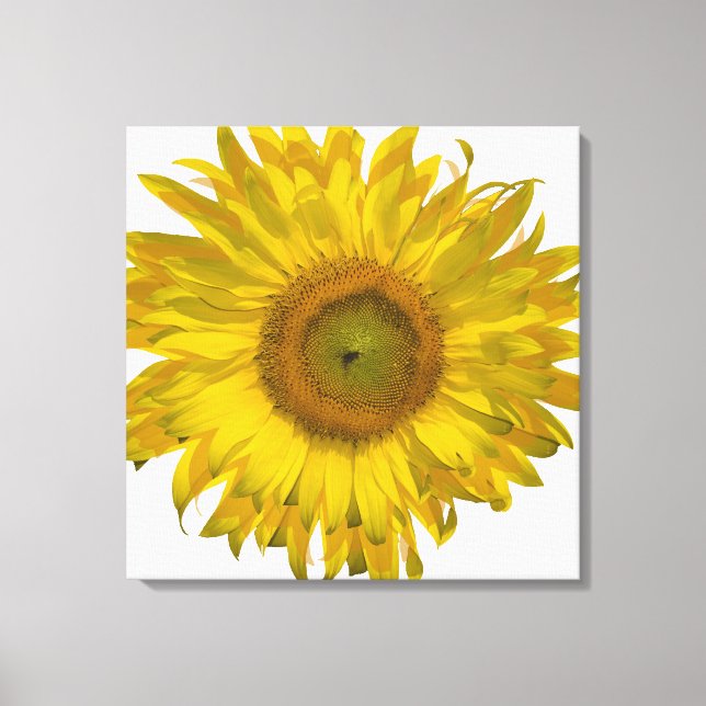 Lienzo Girasol amarillo en blanco (Anverso)