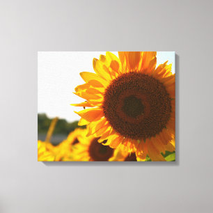 Lienzo Girasol Amarillo Hardy Mejor Fotos de Girasoles