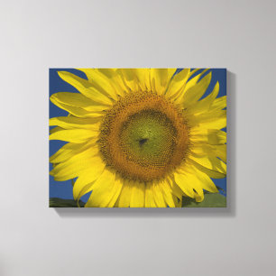 Lienzo Girasol Amarillo y Cielo Azul