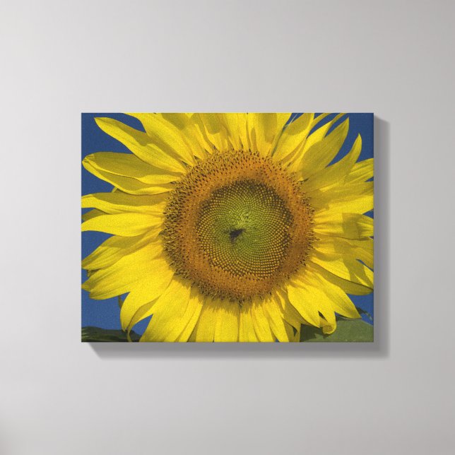 Lienzo Girasol Amarillo y Cielo Azul (Anverso)