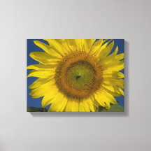 Girasol amarillo y cielo azul