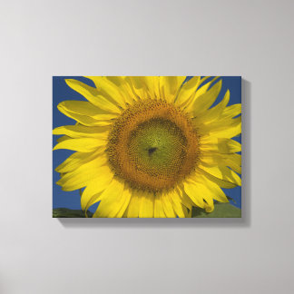 Lienzo Girasol amarillo y cielo azul