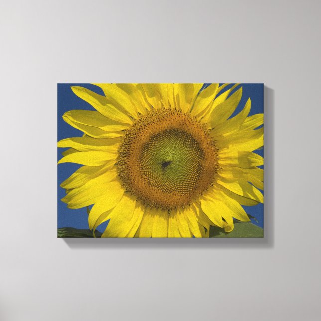 Lienzo Girasol amarillo y cielo azul (Anverso)