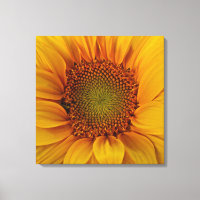 Girasol brillante