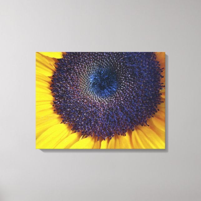 Lienzo Girasol con Blue Center Closeup Canvas Art (Anverso)