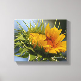 Lienzo Girasol emergente