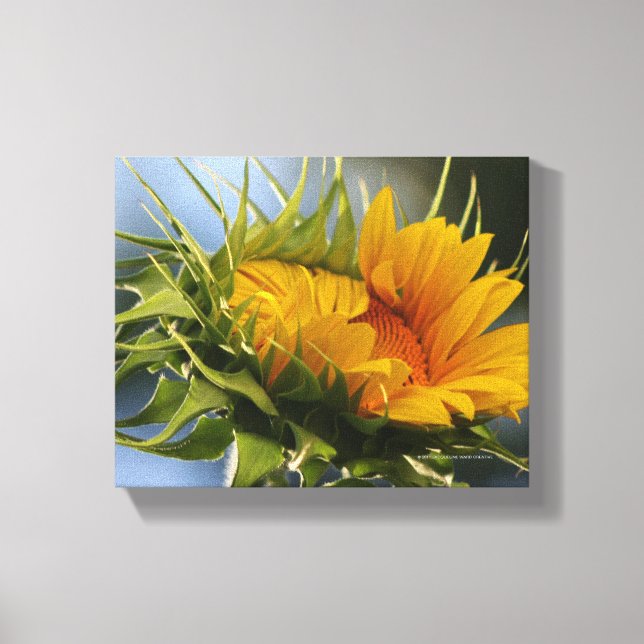 Lienzo Girasol emergente (Anverso)