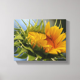 Lienzo Girasol emergente