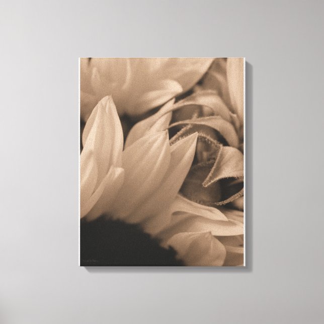 Lienzo Girasol en Sepia (Anverso)