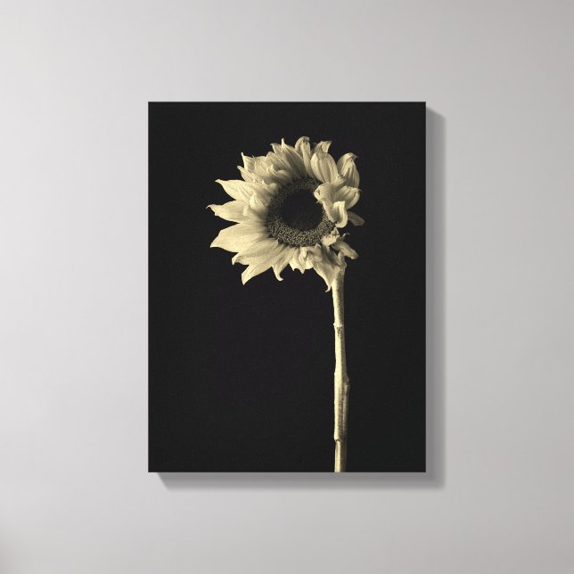 Lienzo Girasol - Fotografía monocroma Bella Artes (Anverso)