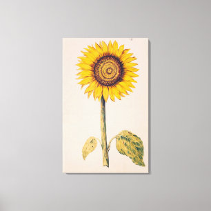 Lienzo Girasol o Helianthus
