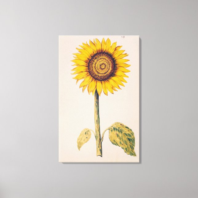 Lienzo Girasol o Helianthus (Anverso)