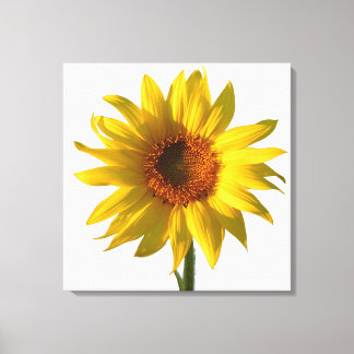 Lienzo Girasol Sunshine