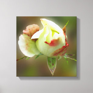 Lienzo glamour rosebud