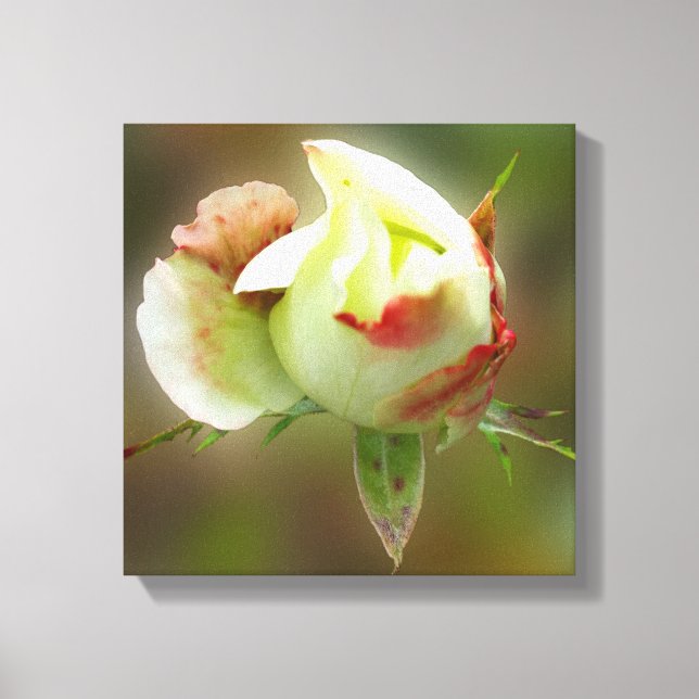 Lienzo glamour rosebud (Anverso)