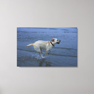 Lienzo Gloucester, Massachusetts, Estados Unidos 2