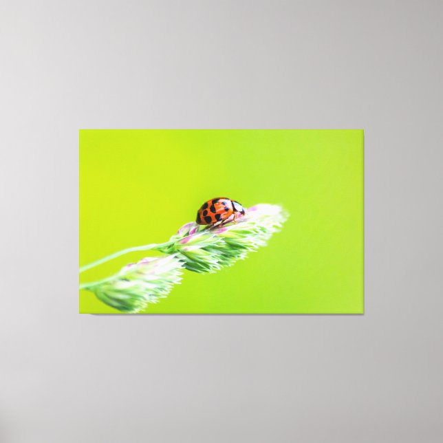 Lienzo ¡Glücksbringer-Marienkäfer für Deine Wand! (Anverso)