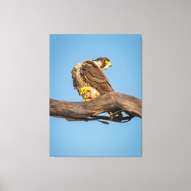 Lienzo Golden Falcon at Rest (Anverso)