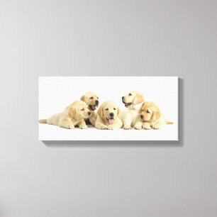 Lienzo Golden Labrador Puppy Pile