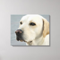 Golden Labrador Retriever Fotografía
