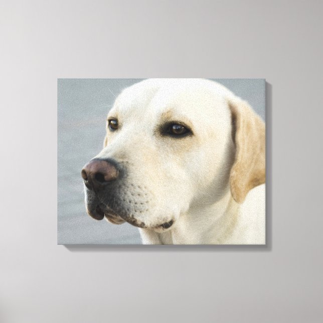 Lienzo Golden Labrador Retriever Fotografía (Anverso)