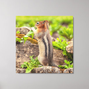 Lienzo Golden Mantle Squirrel