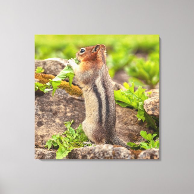 Lienzo Golden Mantle Squirrel (Anverso)