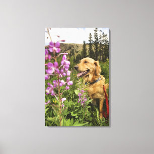 Lienzo Golden retriever en campo