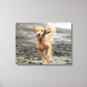 Lienzo Golden Retriever Funcionando Con Palo En Boca