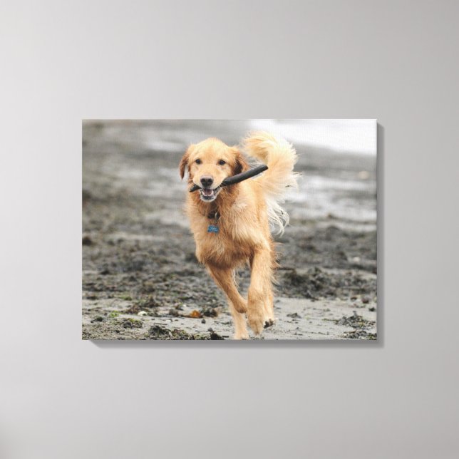 Lienzo Golden Retriever Funcionando Con Palo En Boca (Anverso)