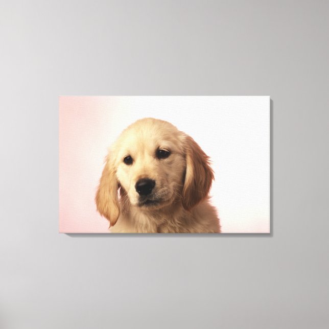 Lienzo Golden Retriever Puppy (Anverso)