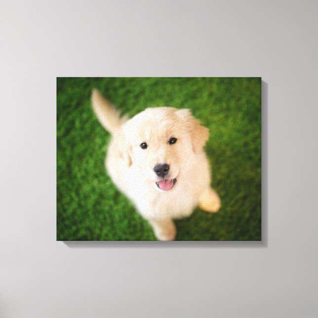 Lienzo Golden Retriever Puppy on Grass (Anverso)