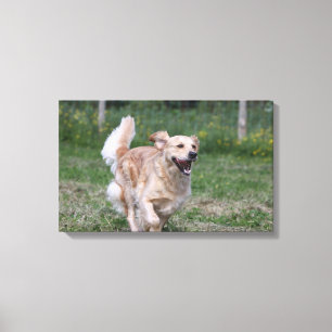 Lienzo Golden retriever que corre 1