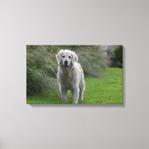 Lienzo Golden retriever que corre 2
