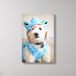 Lienzo Goldendoodle En Traje De Tiburón