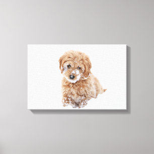 Lienzo Goldendoodle Puppy Con Nieve En La Cara