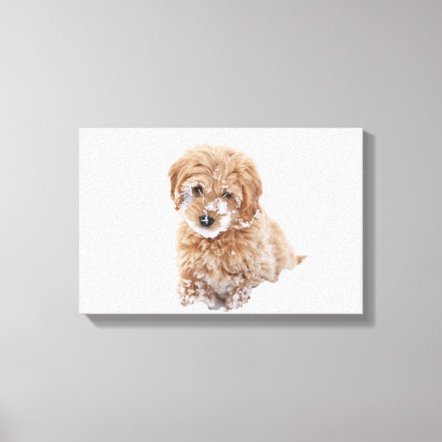 Lienzo Goldendoodle Puppy Con Nieve En La Cara (Anverso)