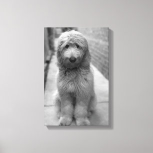 Lienzo Goldendoodle Puppy En El Patio Trasero