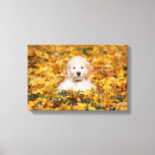 Lienzo Goldendoodle Puppy En Hojas Caídas
