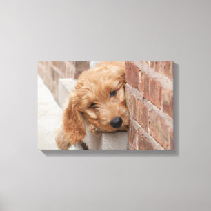 Lienzo Goldendoodle Puppy Peeking