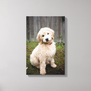 Lienzo Goldendoodle Puppy Sits En Grasa