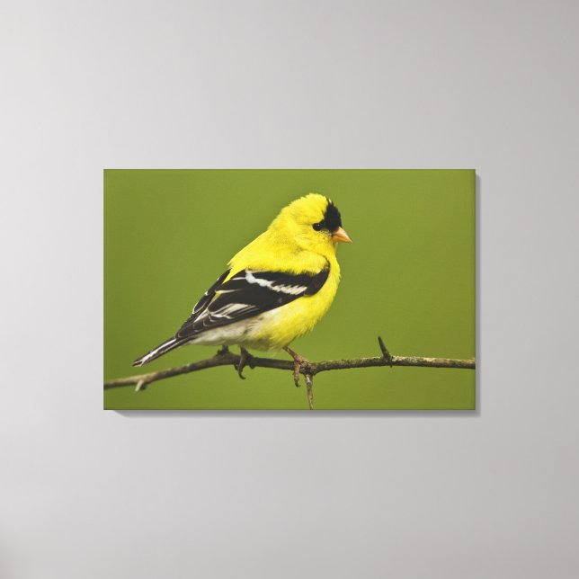 Lienzo Goldfinch estadounidense macho en plumaje reproduc (Anverso)