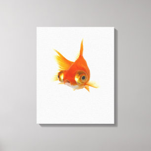 Lienzo Goldfish con los ojos grandes