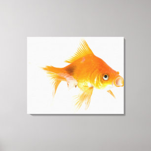 Lienzo Goldfish en el fondo blanco