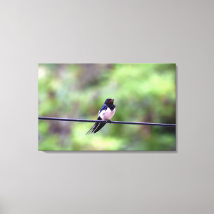 Lienzo Golondrina común, Tesalónica, Grecia