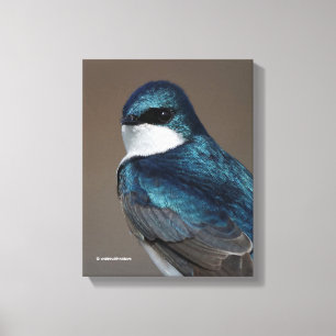 Lienzo Golondrina de árbol hermoso: Pájaro en un alambre